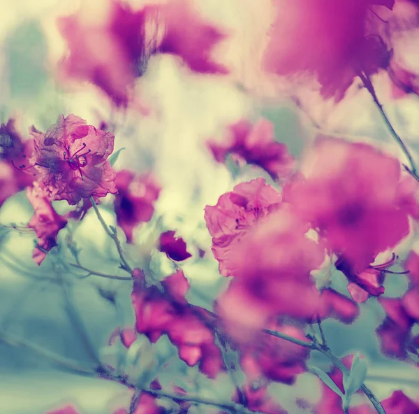 Vackra Blommande Blommor Suddig Bakgrund — Stockfoto