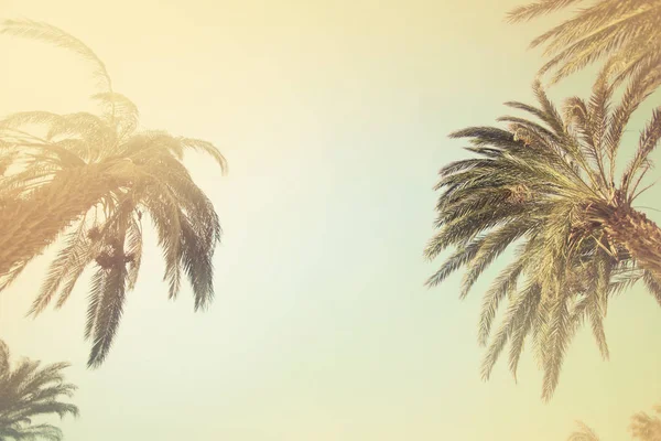 Scenic View Beautiful Palm Trees Sky — Stock Photo, Image