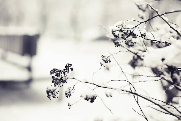 Vue Rapprochée Des Branches Gelées Avec Neige — Photo