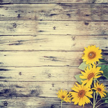 Ahşap yüzeyi parlak sarı ayçiçeği