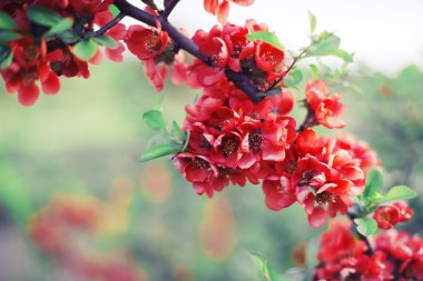 Arka plan bulanık üzerinde güzel çiçek açan çiçekler