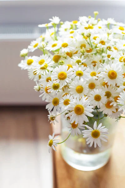 Színes Puha Százszorszép Virág Csokor — Stock Fotó