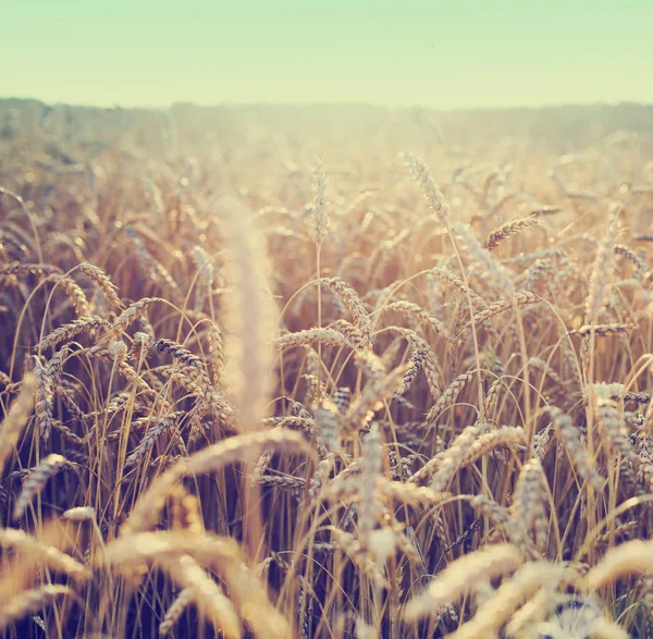 Campo Raccolta Oro Spighe Grano — Foto Stock