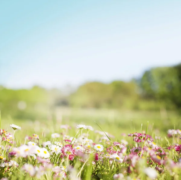 Beautiful Blooming Flowers Blurred Background — Stock Photo, Image