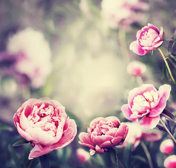 Vackra Blommande Blommor Suddig Bakgrund — Stockfoto