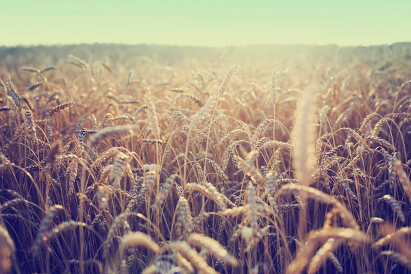 Alan Altın Hasat Buğday Kulak — Stok fotoğraf
