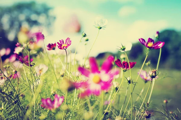 Cute Little Flowers Forest Meadow — Stock Photo, Image