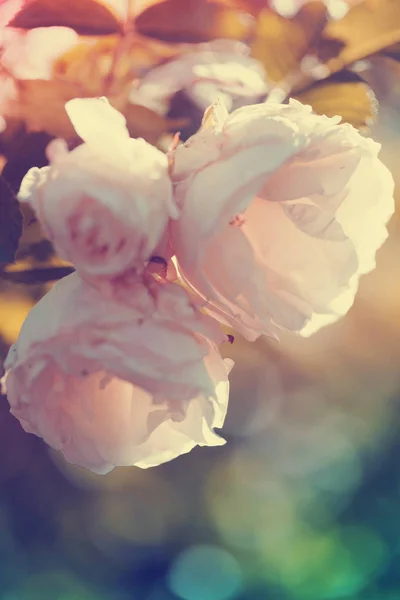 Belles Fleurs Fleurs Sur Fond Flou — Photo