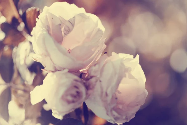 Vackra Blommande Blommor Suddig Bakgrund — Stockfoto