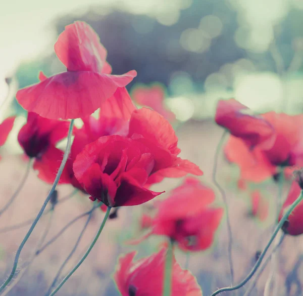 Leuchtend Rote Mohnblumen Auf Der Wiese Vor Verschwommenem Hintergrund — Stockfoto