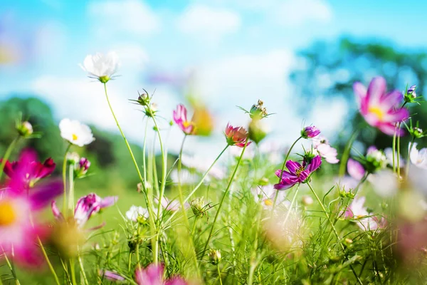 Niedliche Kleine Blumen Auf Der Waldwiese — Stockfoto