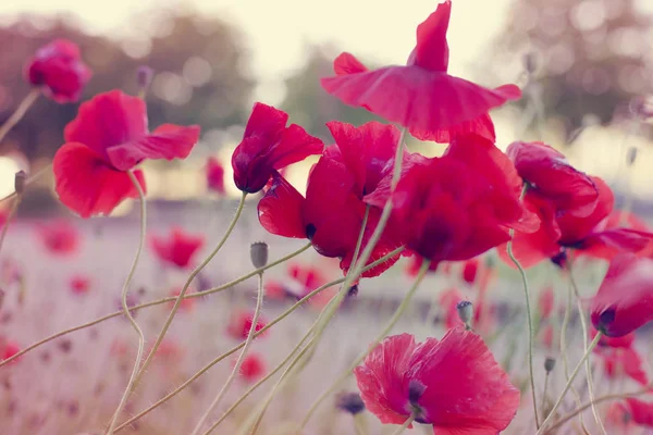 Leuchtend Rote Mohnblumen Auf Der Wiese Vor Verschwommenem Hintergrund — Stockfoto