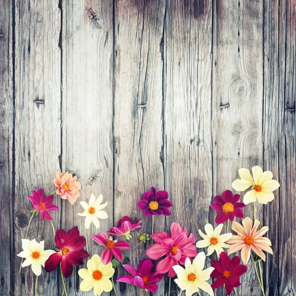 Geweldig Bloeiende Bloemen Met Loof Kruiden — Stockfoto