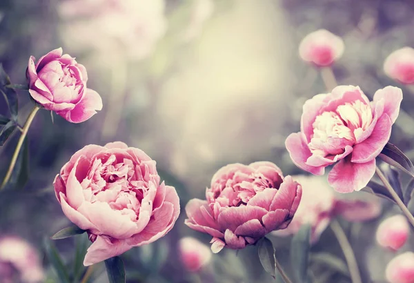 Красиві Квіти Розмитому Фоні — стокове фото