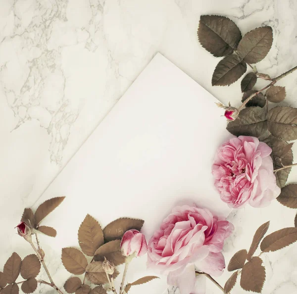 Rosas Peônia Rosa Cartão Branco — Fotografia de Stock