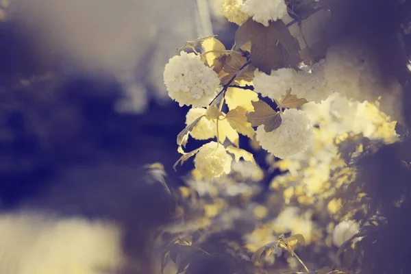 Piękne Kwiaty Kwitnące Niewyraźne Tło — Zdjęcie stockowe