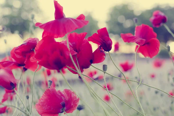 明亮的红色罂粟草甸上模糊的背景 — 图库照片
