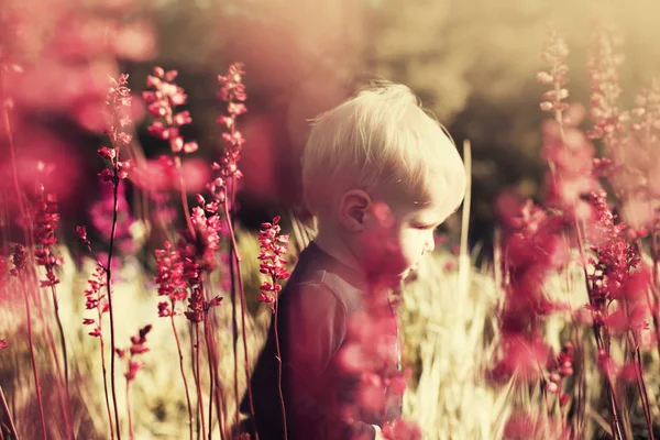 Plavovlasý Chlapec Stojící Louce Kvetoucí Létě — Stock fotografie