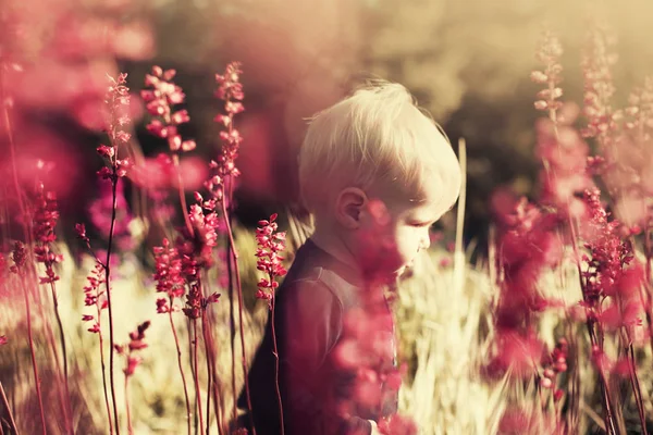 夏に開花草原で立っている金髪の少年 — ストック写真