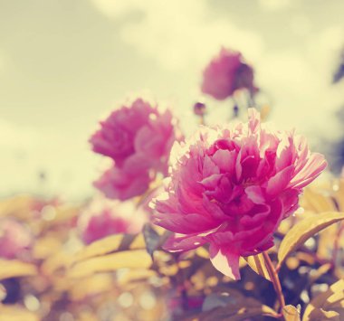 pembe peonies güneş ışığı altında bahçede büyüyen