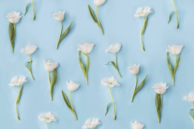 pastel arka plan üzerinde güzel ihale lale closeup görünümü