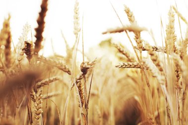 Alan altın hasat buğday kulak 