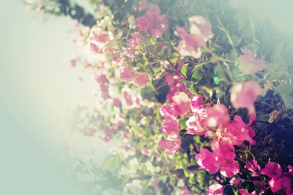 Blütenkirschbaum Mit Schönen Rosa Blüten — Stockfoto