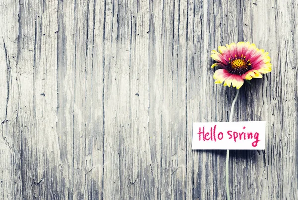 Vista Superior Hermoso Girasol Sobre Fondo Madera Con Tarjeta Felicitación — Foto de Stock