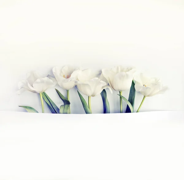 Vue Rapprochée Belles Tulipes Tendres Sur Fond Blanc Avec Espace — Photo