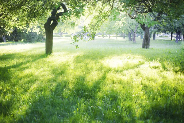 Красивая Природа Травянистом Лугу — стоковое фото