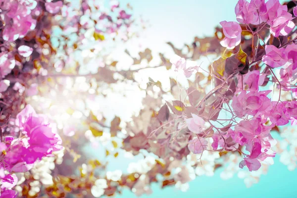 Güzel Pembe Çiçekler Ile Çiçeği Kiraz Ağacı — Stok fotoğraf