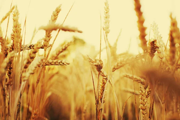 Feld Der Goldenen Ernte Der Weizenähren — Stockfoto