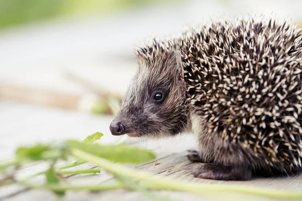 Close Vista Pouco Hedgehog Bonito Sobre Mesa Madeira — Fotografia de Stock