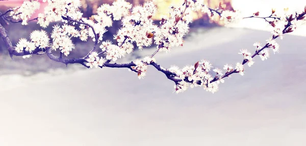 Virágzó Ágak Elmosódott Háttér Puha Virággal — Stock Fotó