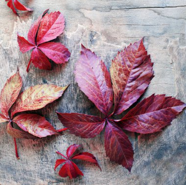 kırmızı akçaağaç yeşillik yıpranmış ahşap zemin üzerine