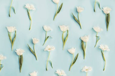 pastel arka plan üzerinde güzel ihale lale closeup görünümü