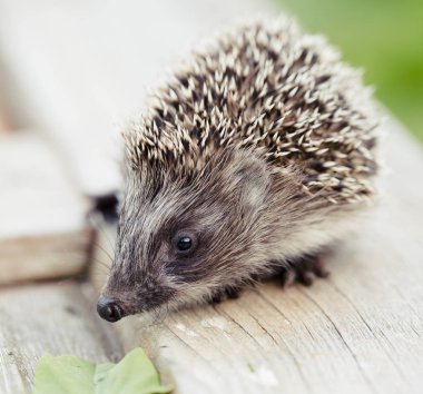 ahşap masa üzerinde küçük sevimli kirpi closeup görünümü