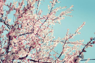 Çiçek açan dalları ile arka plan bulanık üzerinde yumuşak çiçek