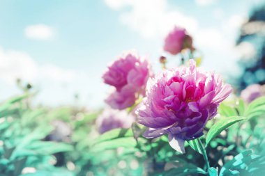 Closeup view of common garden peony flowers clipart