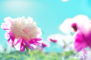pembe peonies güneş ışığı altında bahçede büyüyen