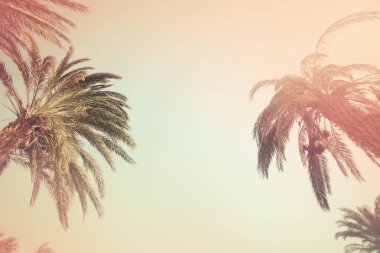 gökyüzü karşı doğal görünümü güzel palmiye yaprakları