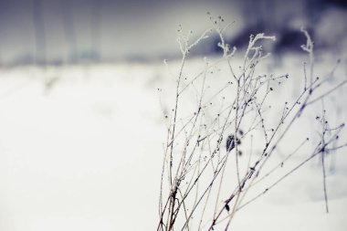 donmuş dalları ile kar closeup görünümü