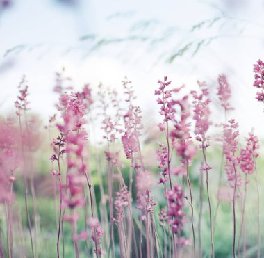 Sevimli romantik çiçek çayır arka plan üzerinde