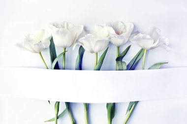 kopya alanı ile beyaz arka plan üzerinde güzel ihale lale closeup görünümü