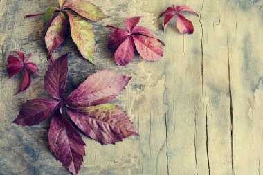 kırmızı akçaağaç yeşillik yıpranmış ahşap zemin üzerine