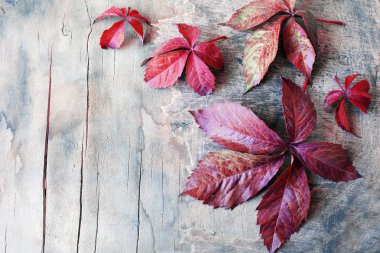 kırmızı akçaağaç yeşillik yıpranmış ahşap zemin üzerine