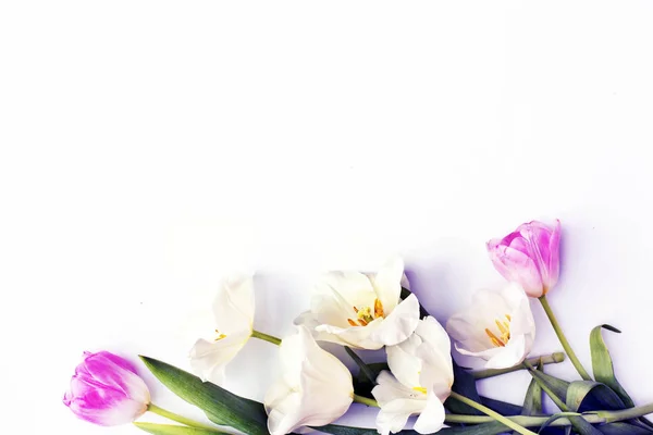 Nahaufnahme Auf Schönen Zarten Tulpen Auf Weißem Hintergrund Mit Kopierraum — Stockfoto