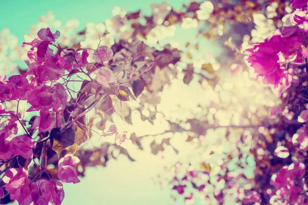 Flor Cerejeira Com Belas Flores Rosa — Fotografia de Stock