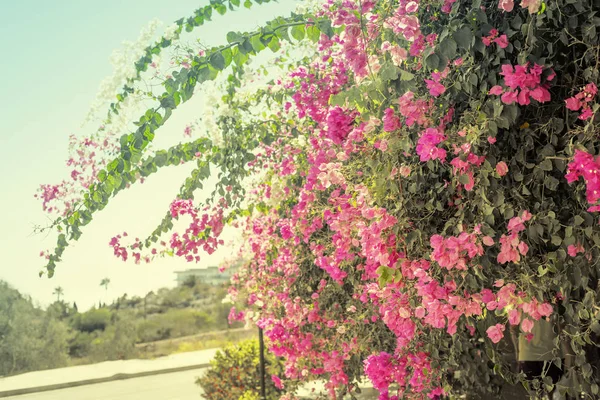 Цветущая Вишня Красивыми Розовыми Цветами — стоковое фото
