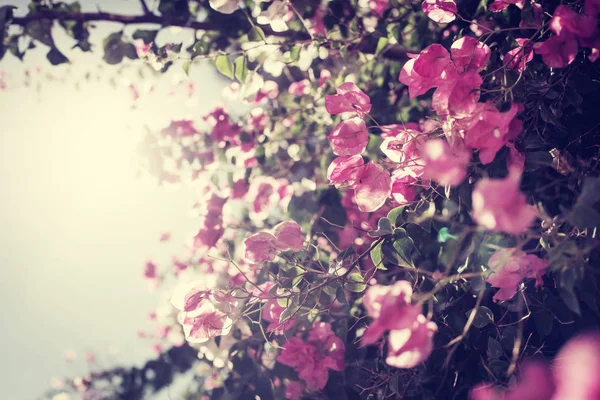Cerezo Flor Con Hermosas Flores Rosadas — Foto de Stock